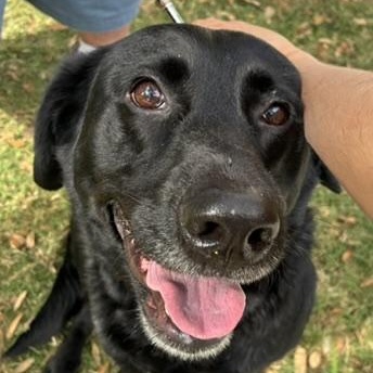 Enlarge Allie, a ADOPTABLE mixed breed in Houston, TX image 4/5