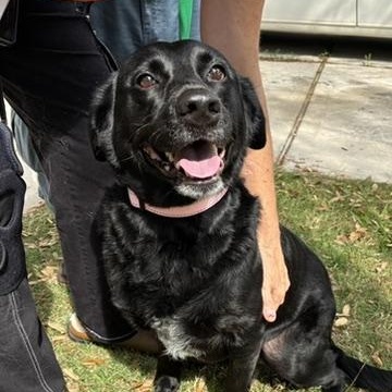 Enlarge Allie, a ADOPTABLE mixed breed in Houston, TX image 3/5