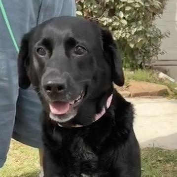 Enlarge Allie, a ADOPTABLE mixed breed in Houston, TX image 5/5