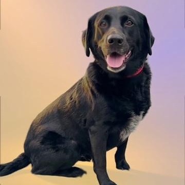 Allie, ADOPTABLE, Adult Female Black Labrador Retriever.