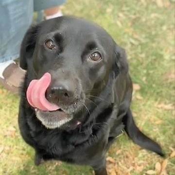 Allie, ADOPTABLE, Adult Female Black Labrador Retriever.