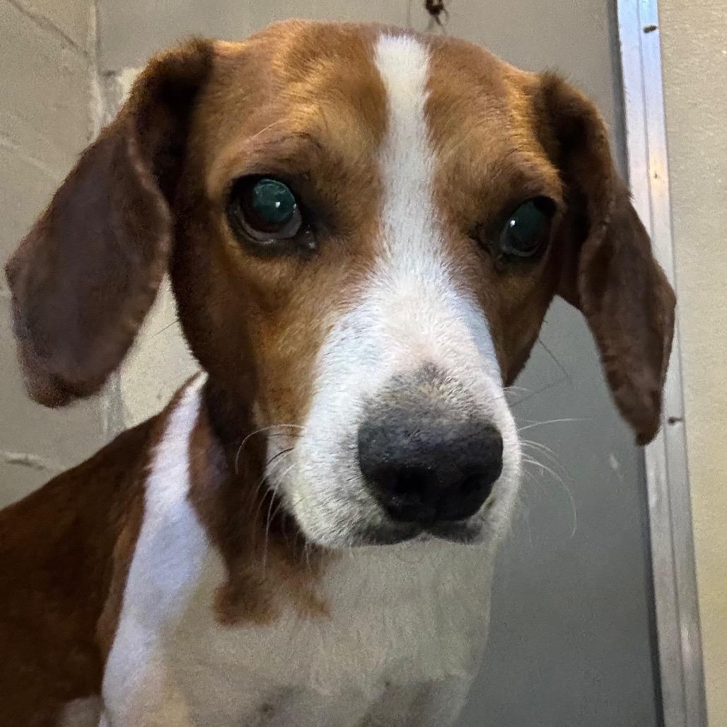 Enlarge Brownie, a Adoptable Beagle in Franklin, NC image 1/1