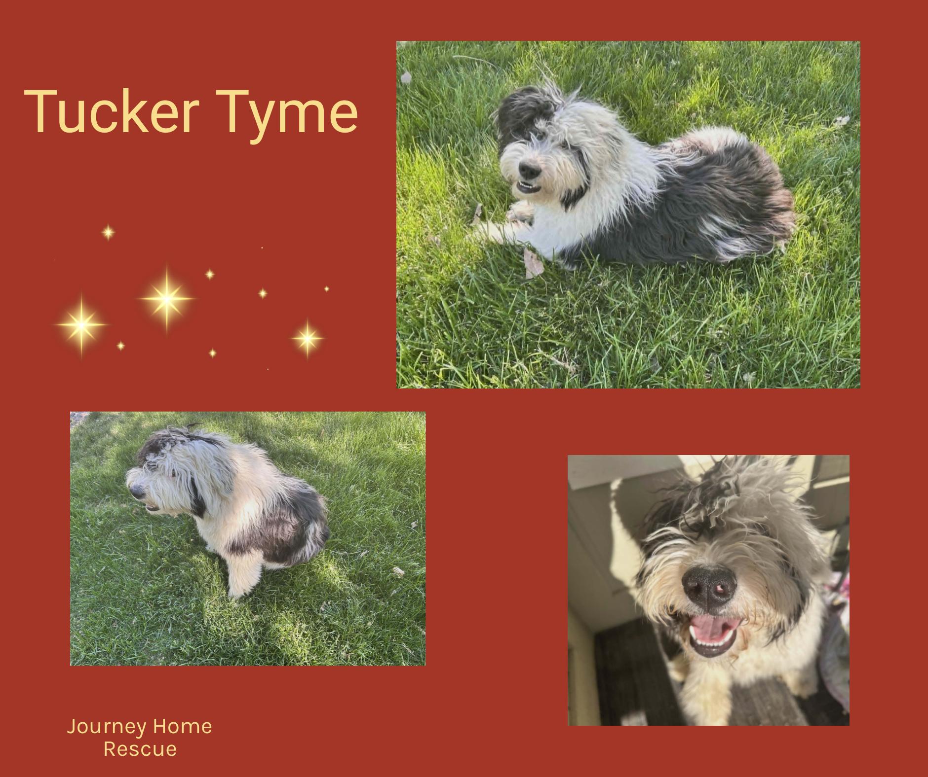 Tucker Tyme, ADOPTABLE, Adult Male Old English Sheepdog.