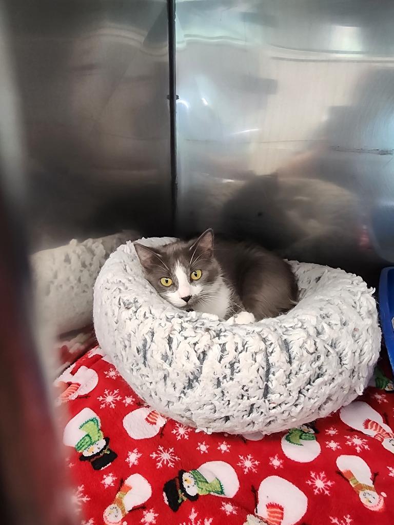 Klare, Adoptable, Young Female Domestic Medium Hair.