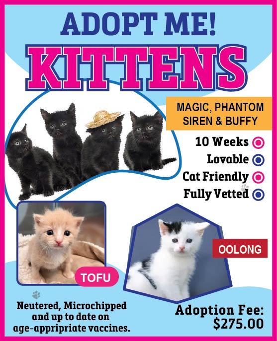 Enlarge Kittens, an adopted Domestic Short Hair in Gardner, MA image 1/1