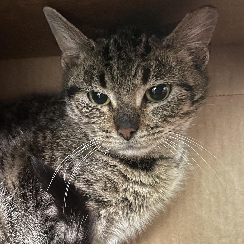 Jalapeno, Adoptable, Kitten Female Domestic Short Hair.