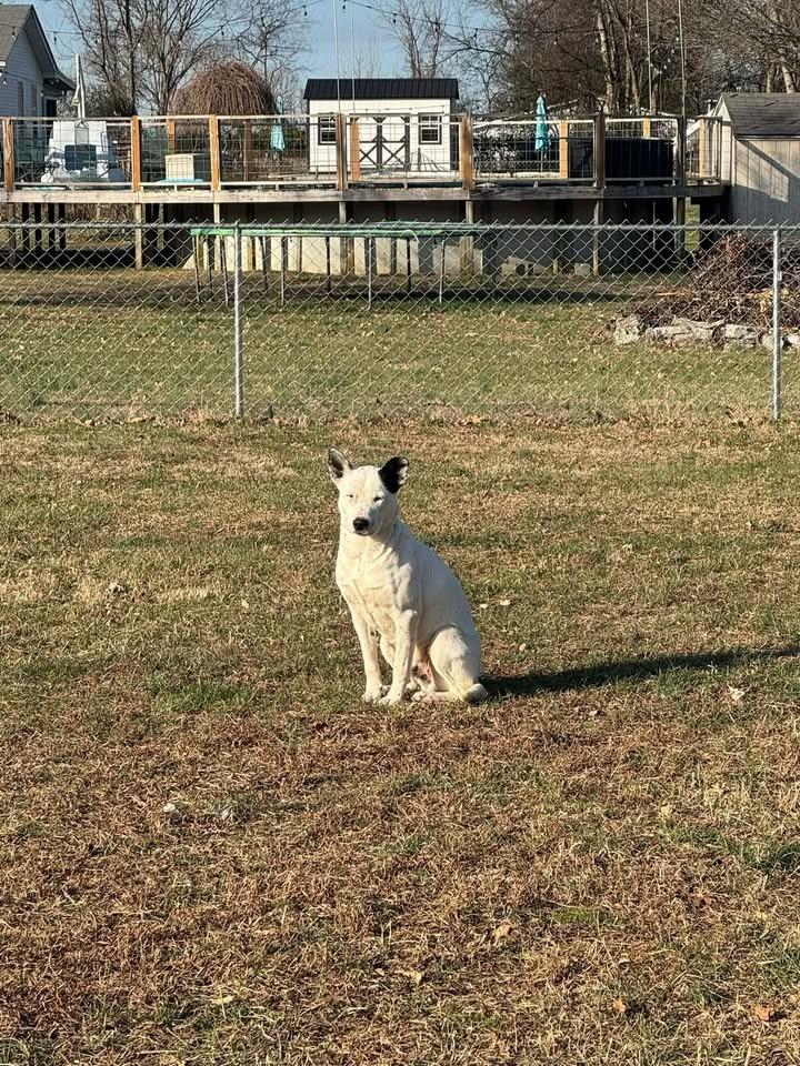 Monty, a Adoptable Australian Cattle Dog / Blue Heeler in Shelbyville, TN image 1/3