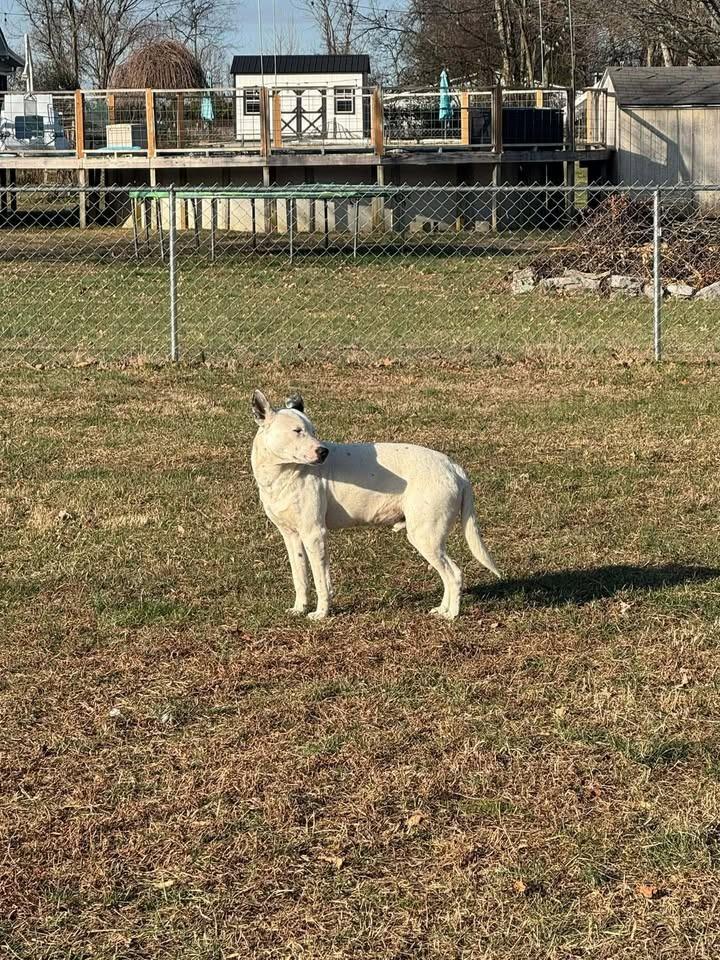 Monty, a Adoptable Australian Cattle Dog / Blue Heeler in Shelbyville, TN image 2/3