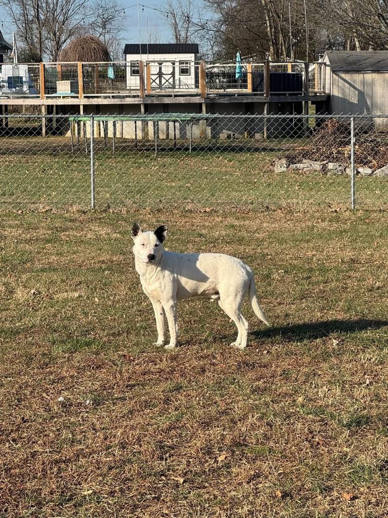 Monty, a Adoptable Australian Cattle Dog / Blue Heeler in Shelbyville, TN image 3/3