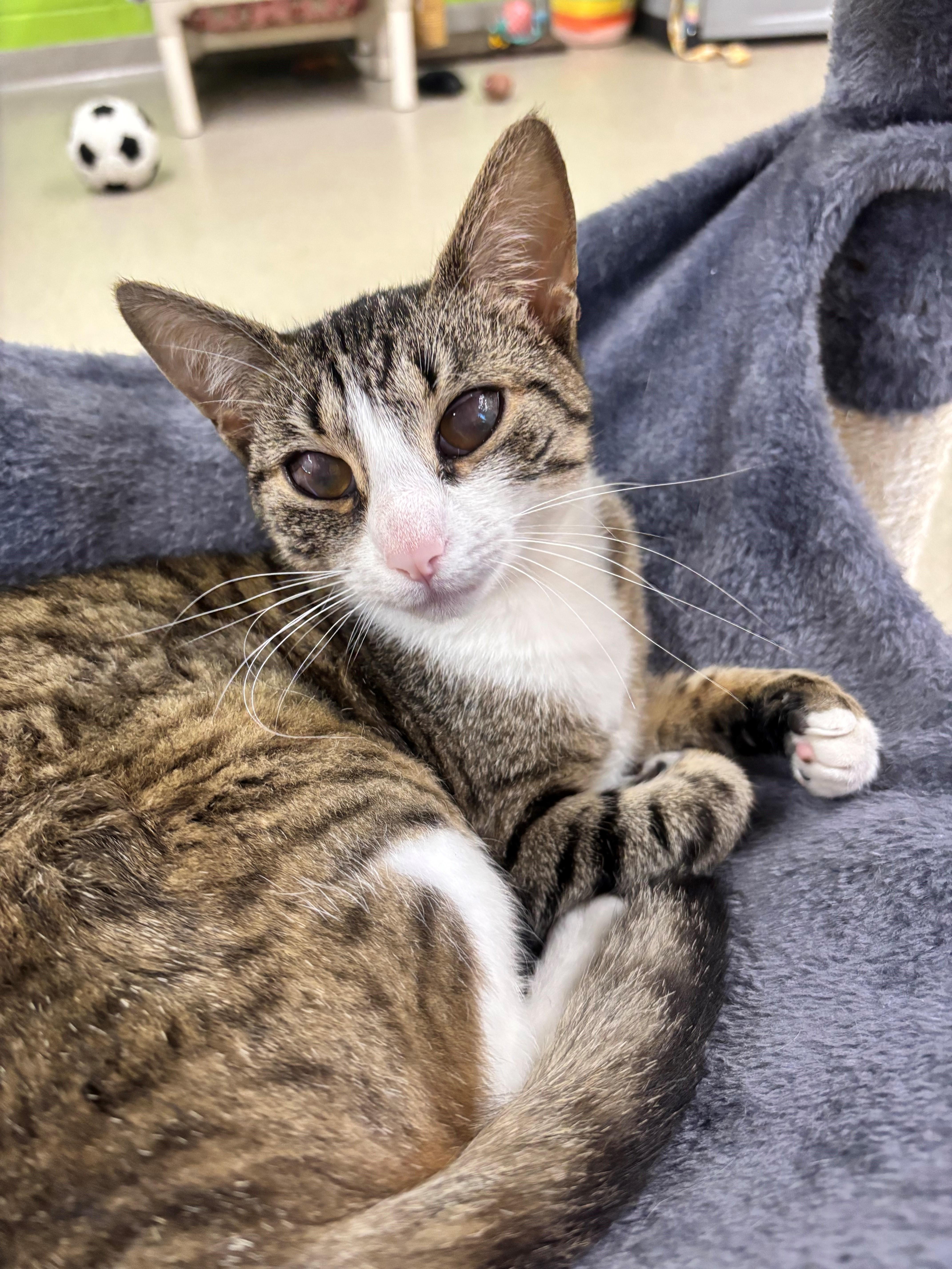 Haldora, ADOPTABLE, Young Female Domestic Short Hair.