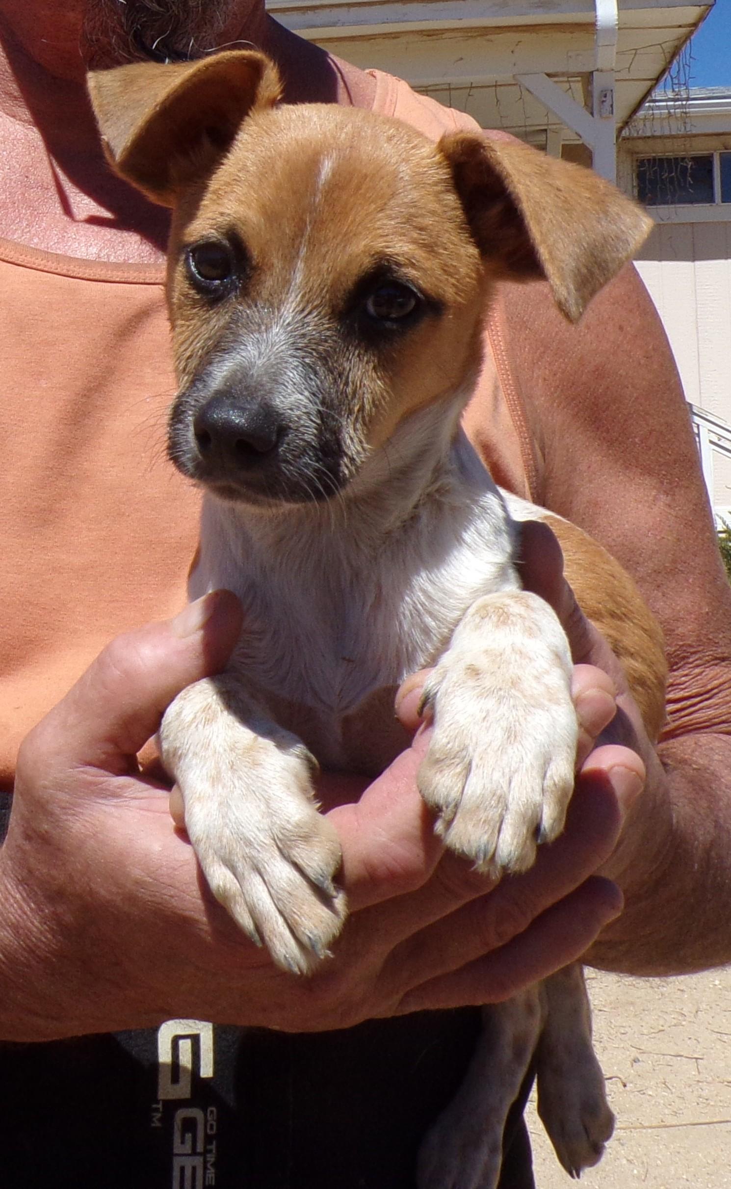 Enlarge CANDY, a Adoptable mixed breed in Corona, CA image 2/3