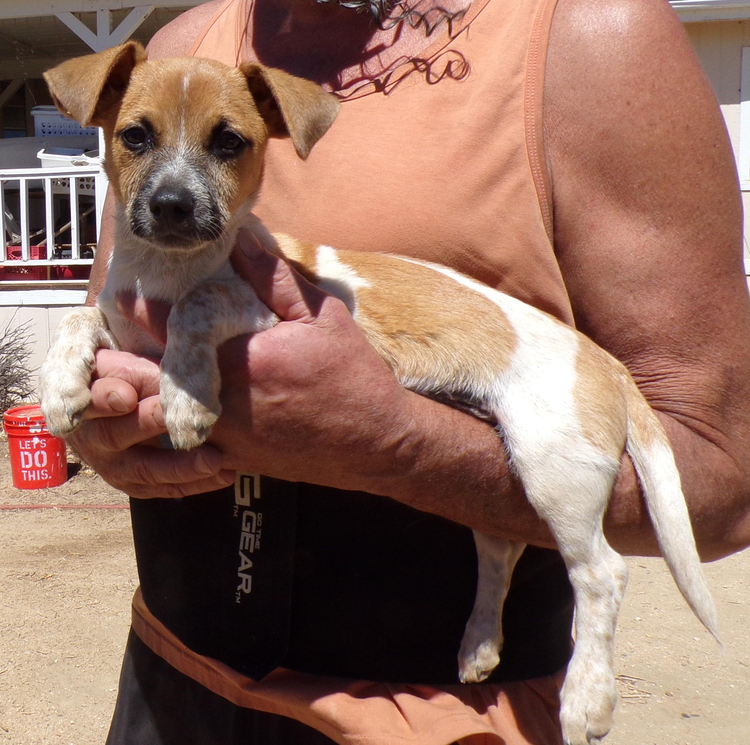 CANDY, Adoptable, Puppy Female Terrier & Chihuahua.