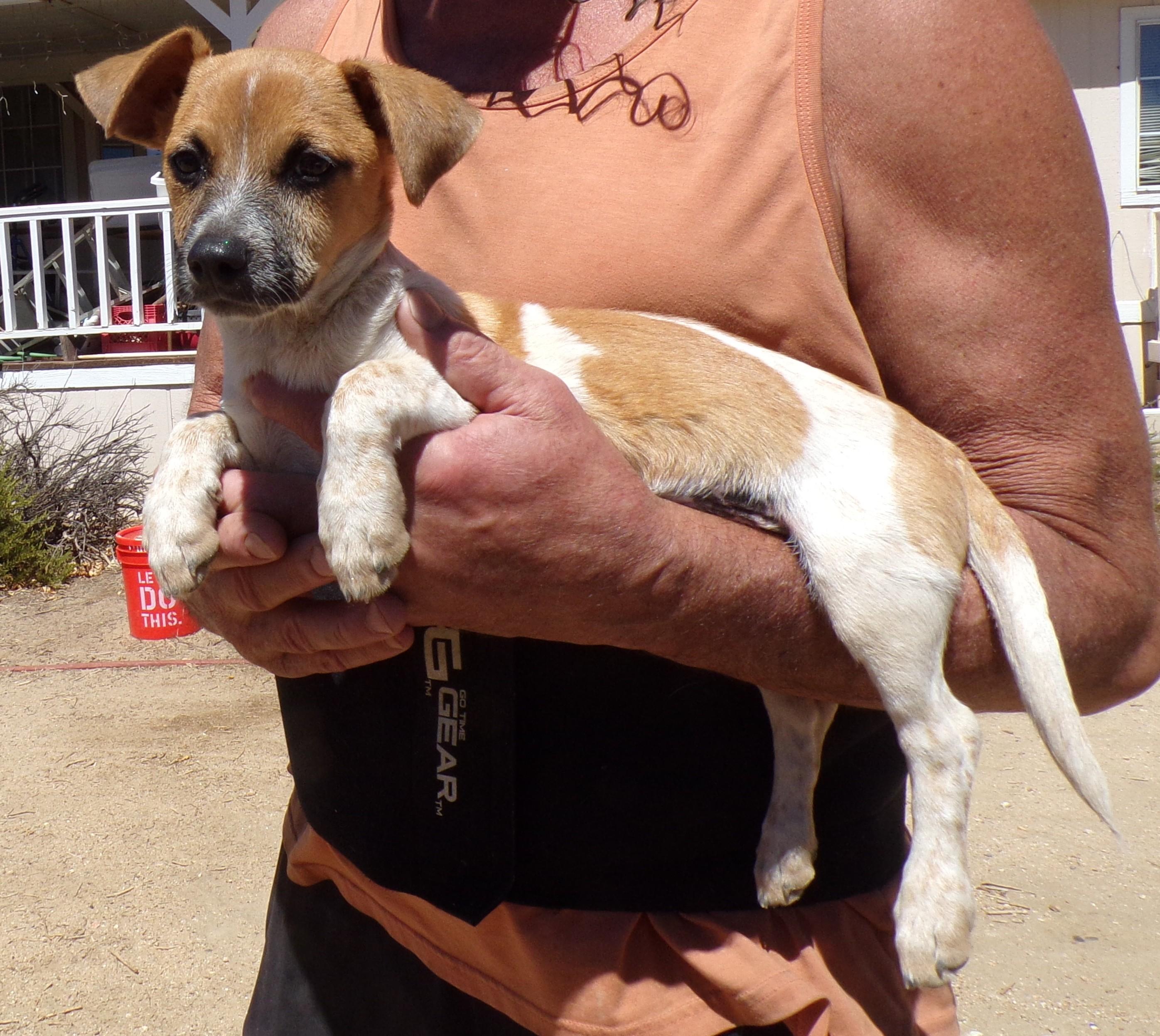Enlarge CANDY, a Adoptable mixed breed in Corona, CA image 3/3