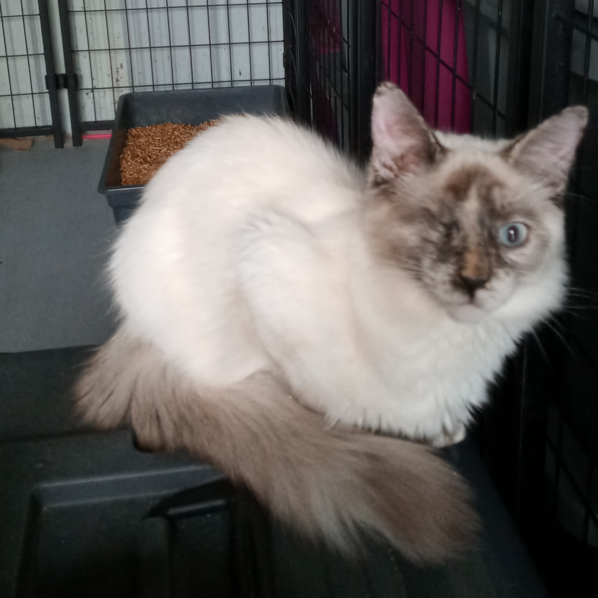 Sabina, Adopted, Adult Female Siamese.