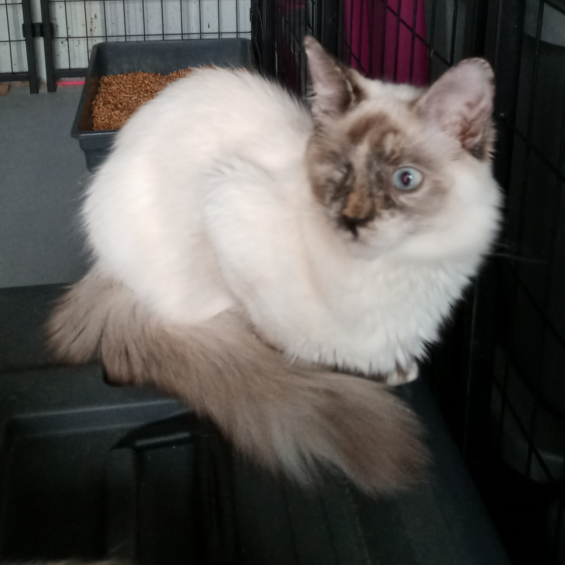 Enlarge Sabina, a Adopted Siamese in Laurelville, OH image 2/3