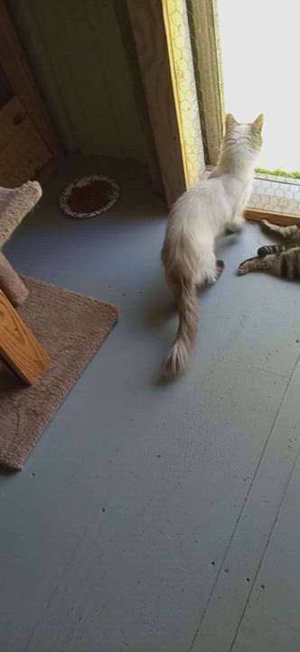 Enlarge Sabina, a Adopted Siamese in Laurelville, OH video 3/3