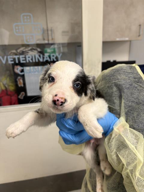 Enlarge CASH, a Adoptable Border Collie in Pueblo, CO image 1/1