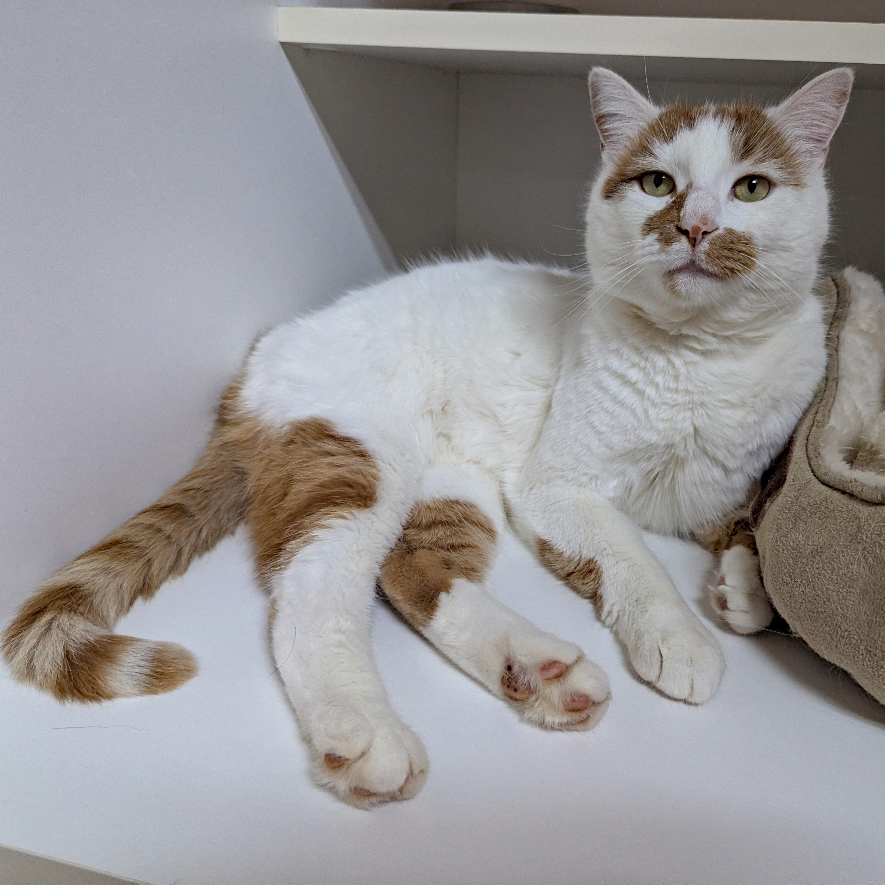 Diego, ADOPTABLE, Adult Male Domestic Short Hair.