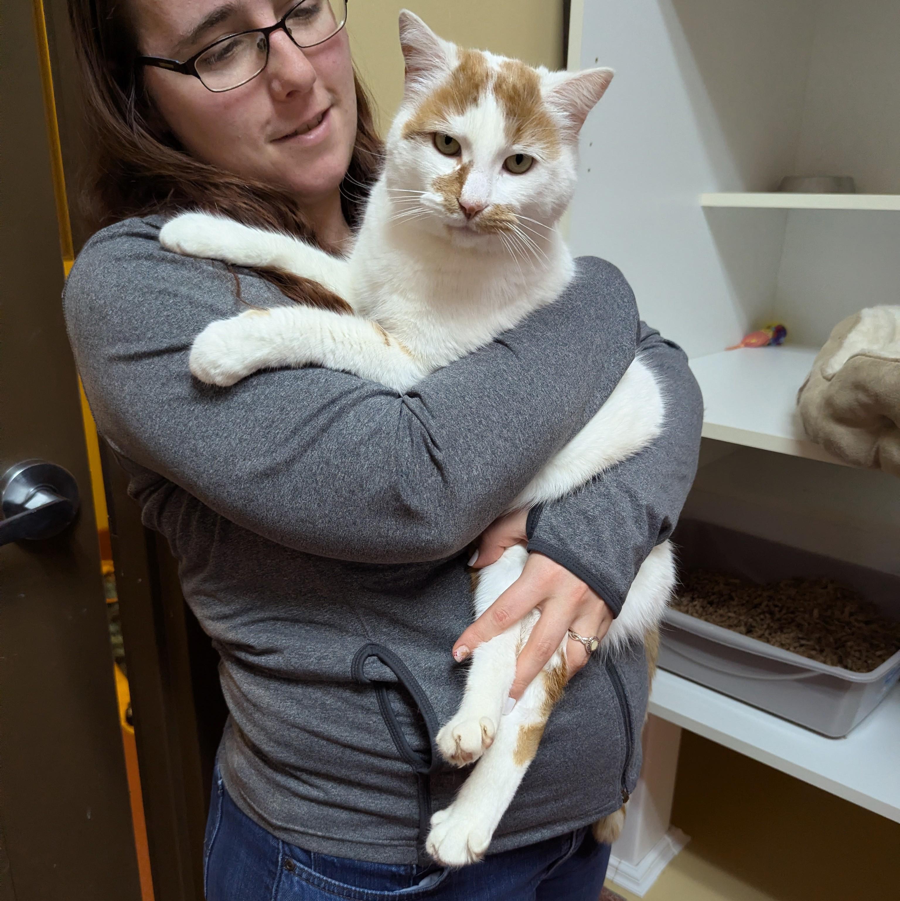Enlarge Diego, a ADOPTABLE Domestic Short Hair in Accident, MD image 2/5