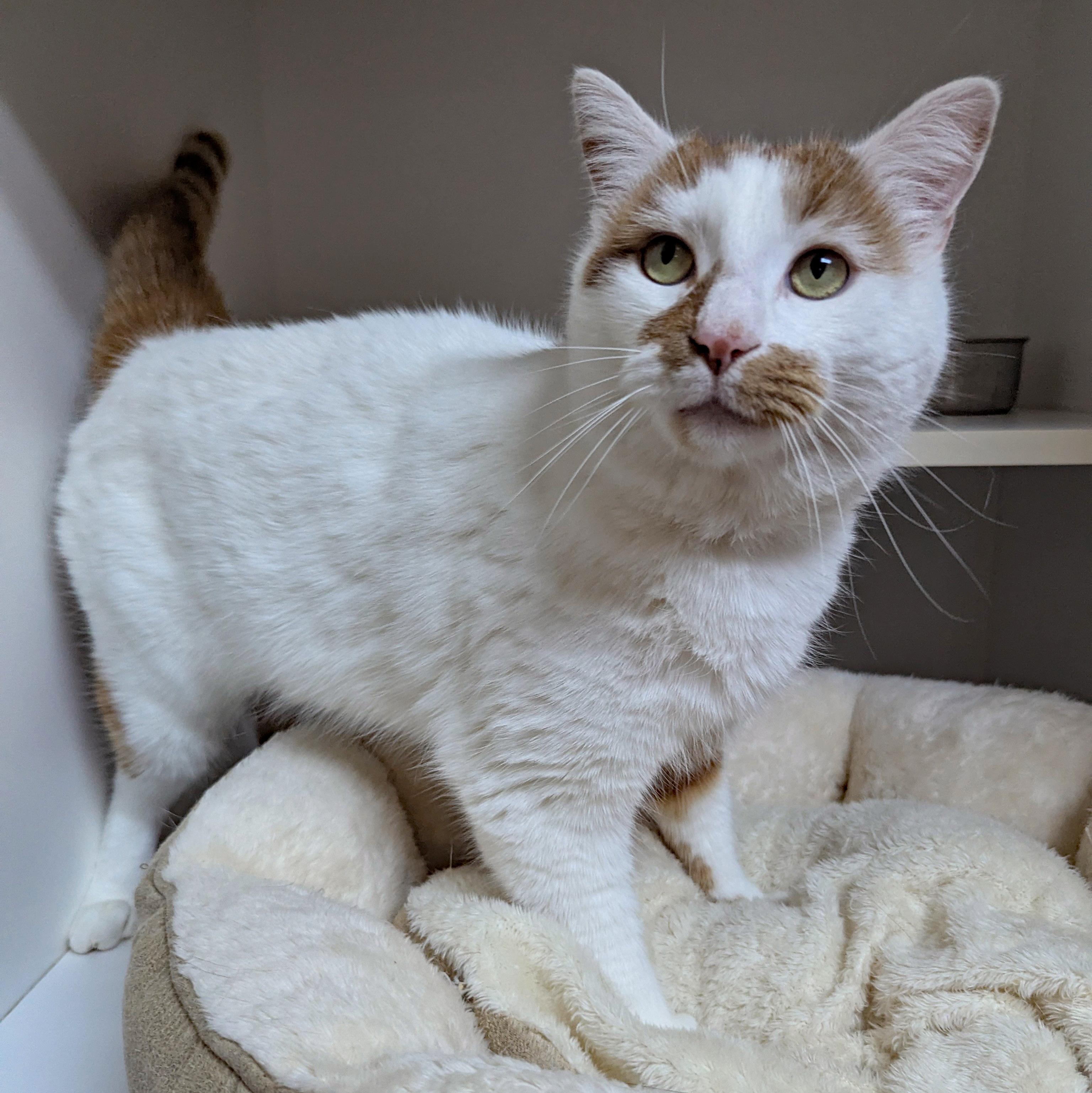 Enlarge Diego, a ADOPTABLE Domestic Short Hair in Accident, MD image 3/5