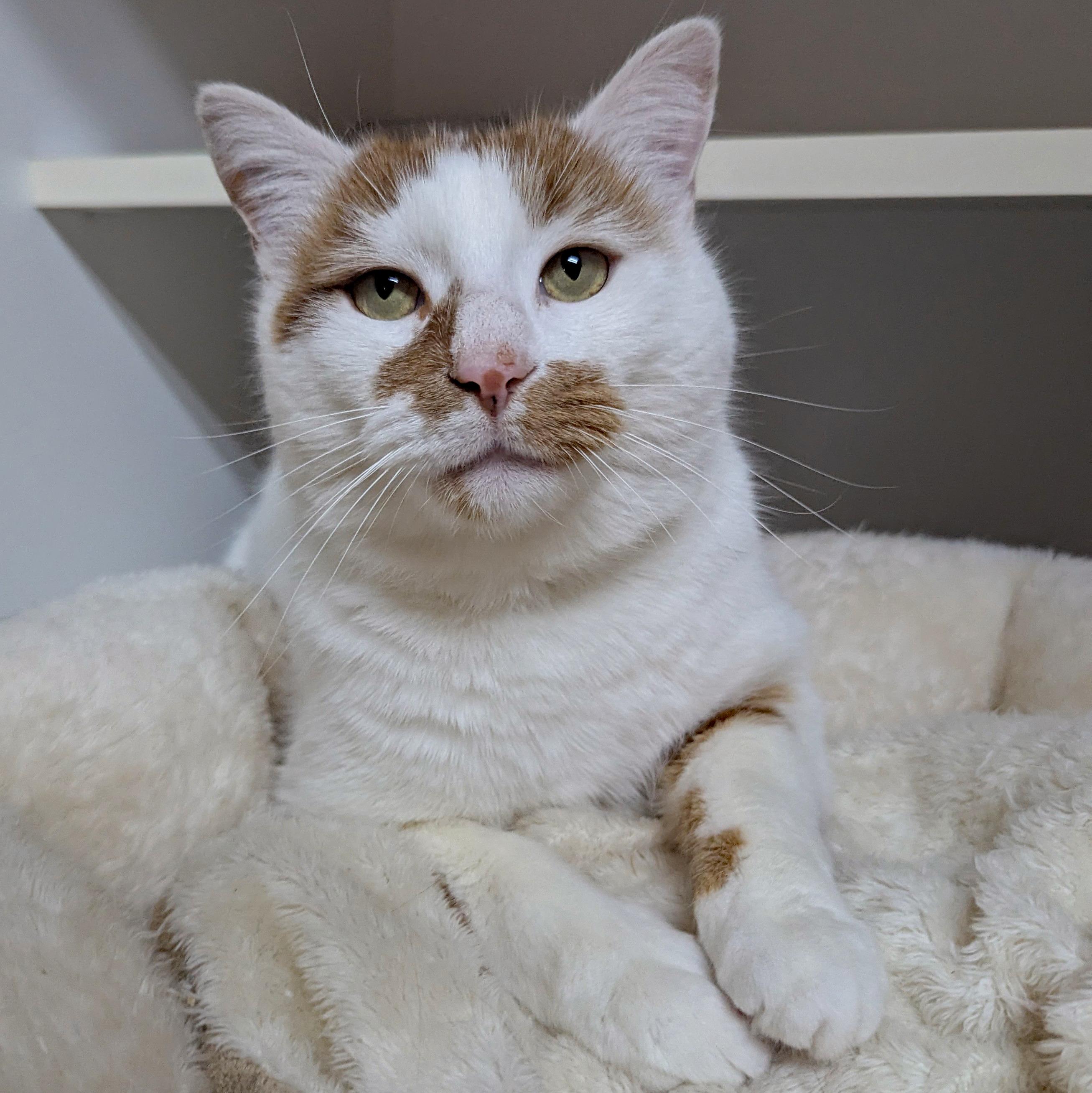 Enlarge Diego, a ADOPTABLE Domestic Short Hair in Accident, MD image 4/5