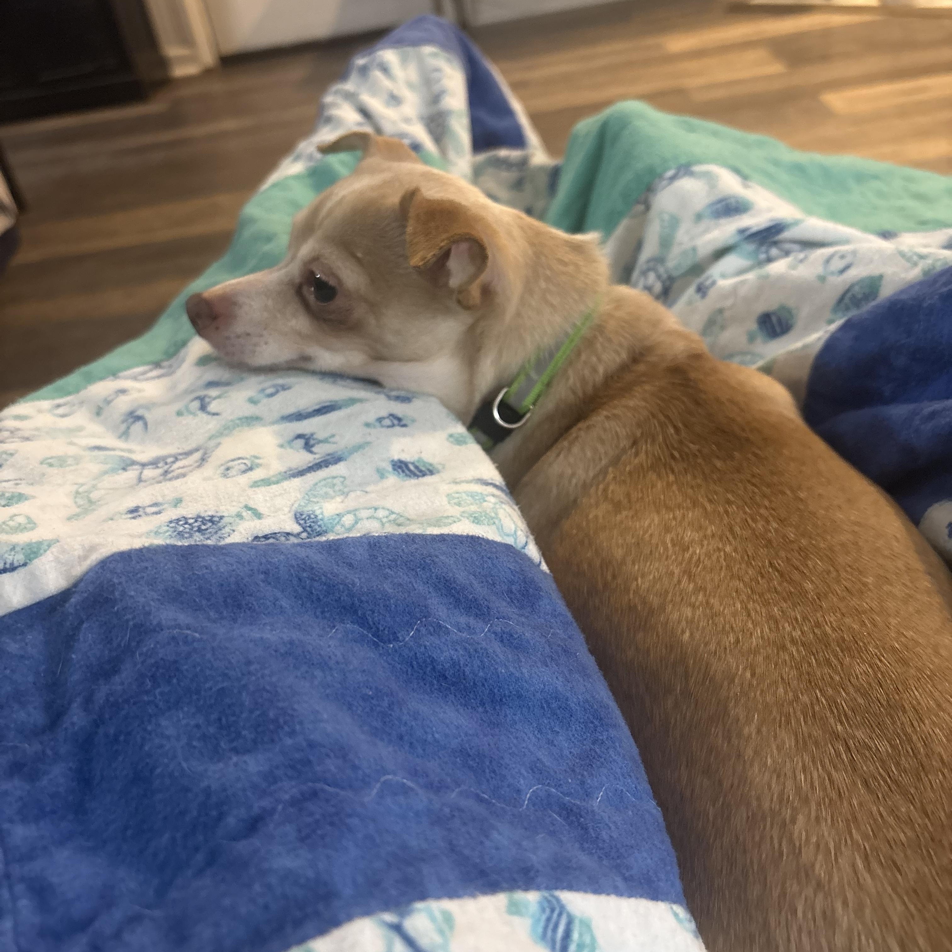 Enlarge Rayne *Courtesy Post*, a ADOPTABLE Chihuahua in Dayton, OH image 4/4