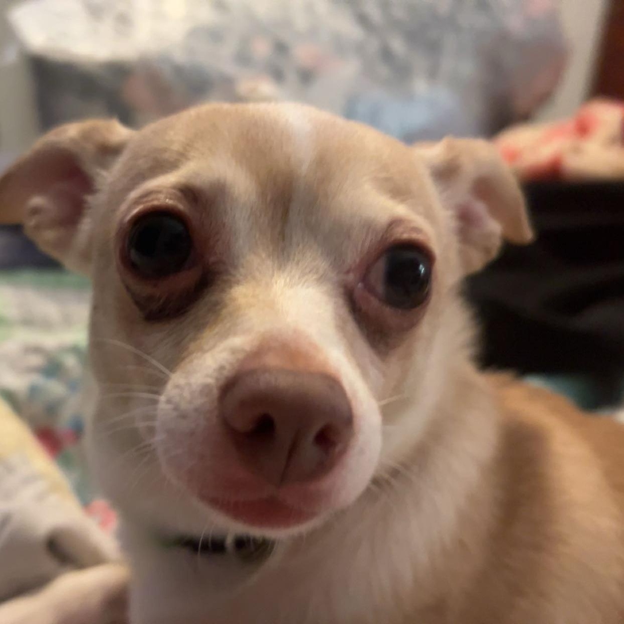 Enlarge Rayne *Courtesy Post*, a ADOPTABLE Chihuahua in Dayton, OH image 3/4