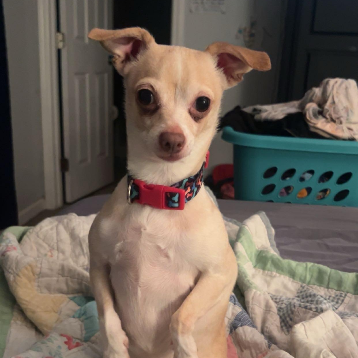 Enlarge Rayne *Courtesy Post*, a ADOPTABLE Chihuahua in Dayton, OH image 1/4
