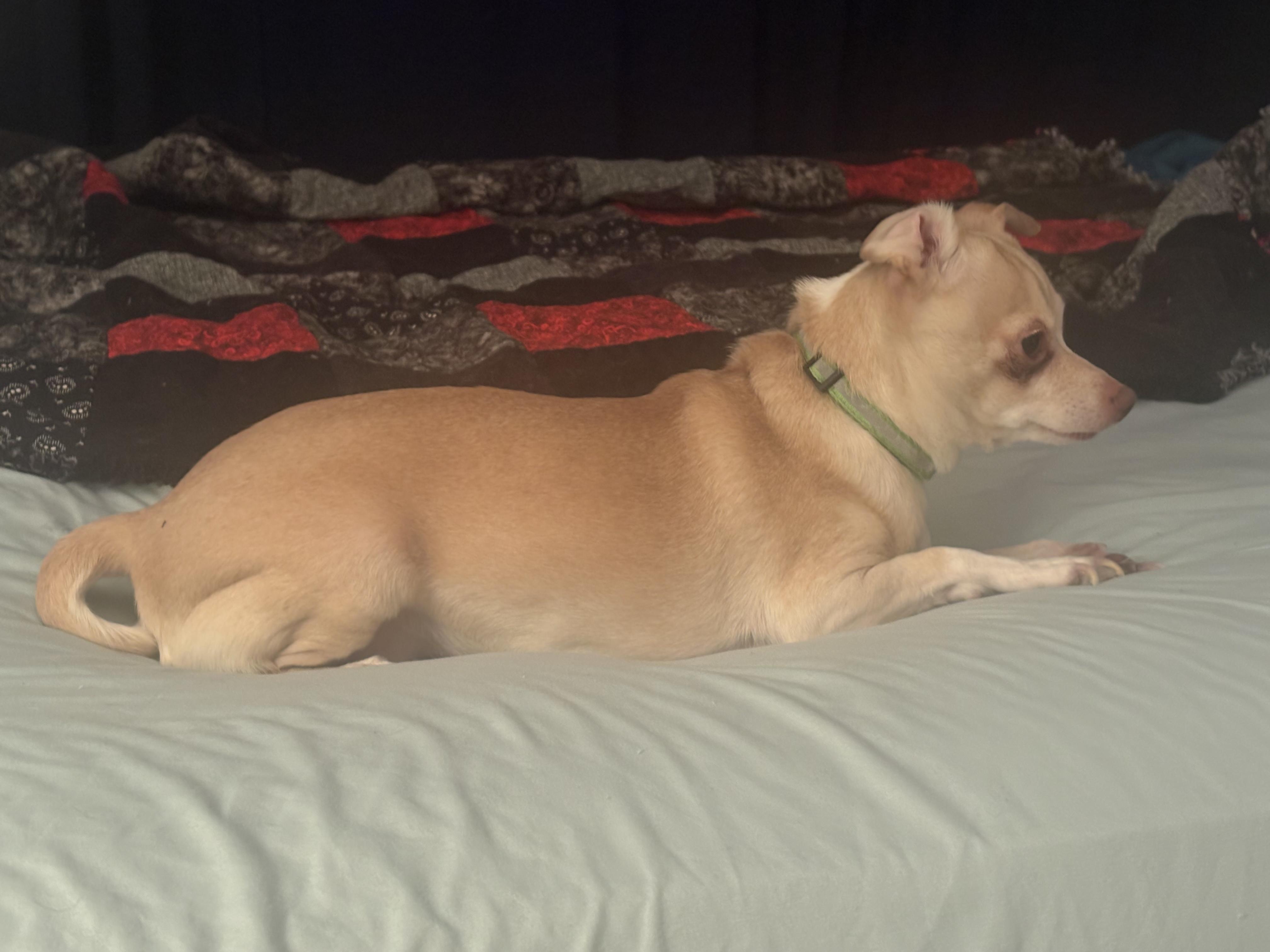 Enlarge Rayne *Courtesy Post*, a ADOPTABLE Chihuahua in Dayton, OH image 2/4