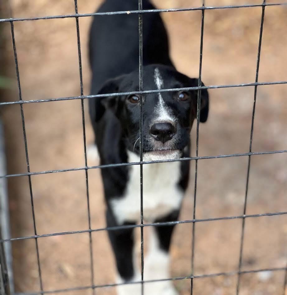 DENNY -Sponsored Fee & Fostered in NY!! — thumbnail 5