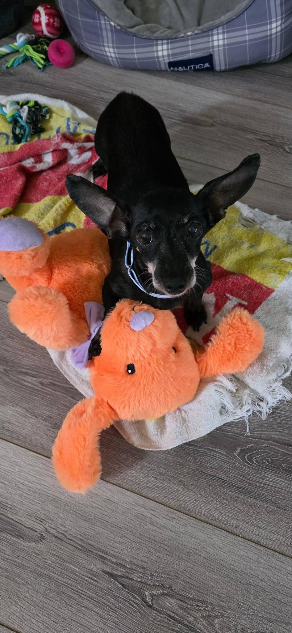 Mary Jane, Adopted, Senior Female Chihuahua.