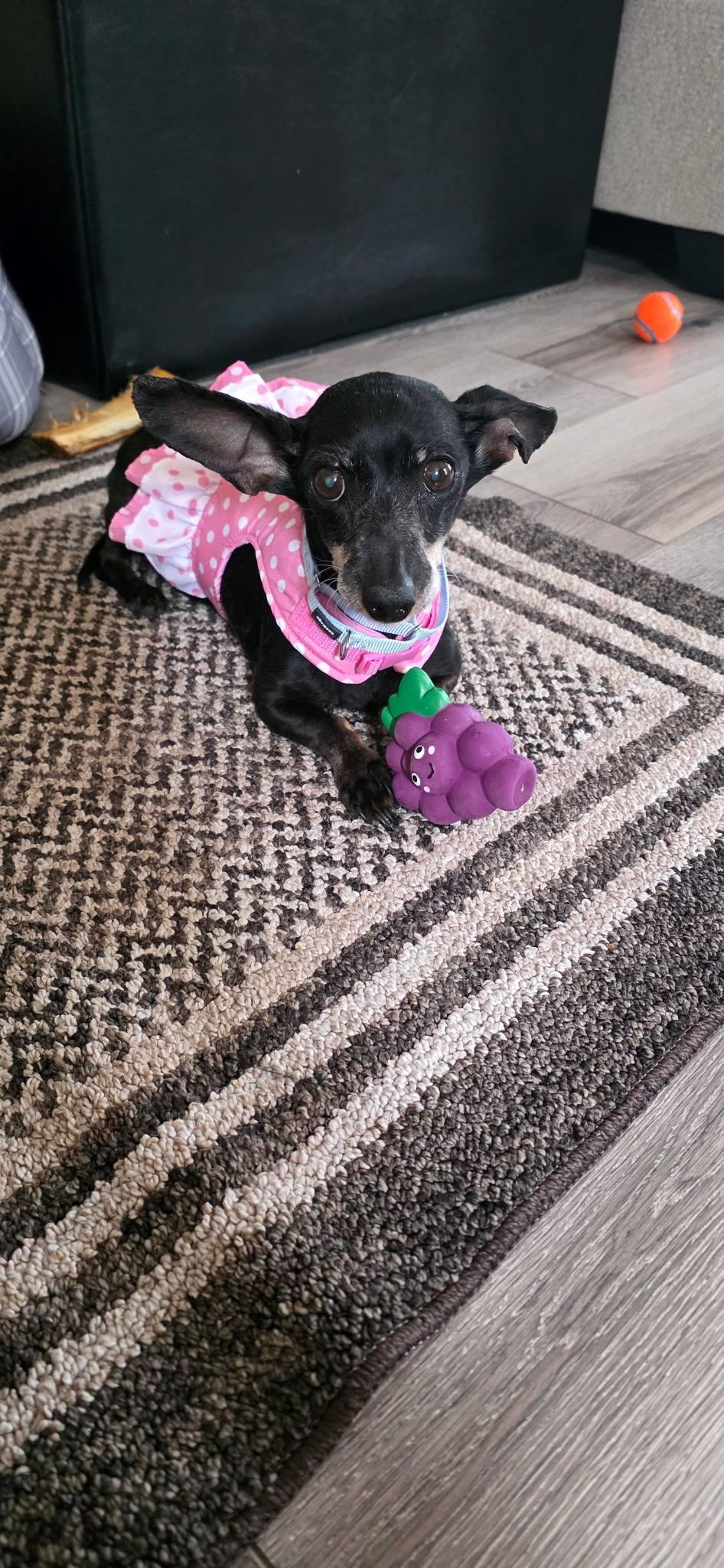 Enlarge Mary Jane, a Adopted Chihuahua image 2/3