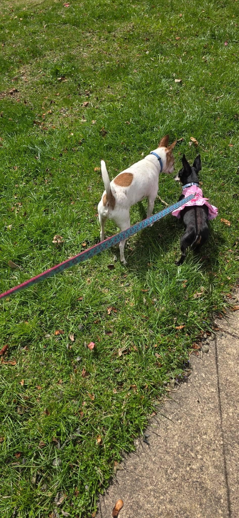 Enlarge Mary Jane, a Adopted Chihuahua image 3/3