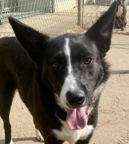 Enlarge Roger, a Adoptable mixed breed in Glasgow, KY image 3/6