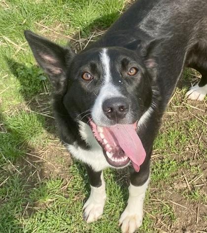 Enlarge Roger, a Adoptable mixed breed in Glasgow, KY image 1/6