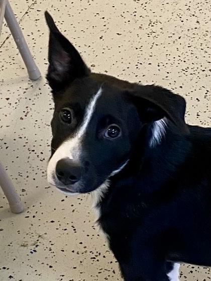 Enlarge Roger, a Adoptable mixed breed in Glasgow, KY image 4/6