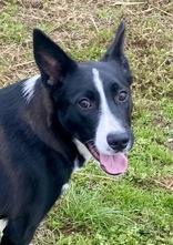 Enlarge Roger, a Adoptable mixed breed in Glasgow, KY image 3/4