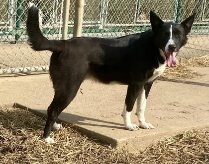 Enlarge Roger, a Adoptable mixed breed in Glasgow, KY image 2/6