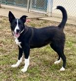 Enlarge Roger, a Adoptable mixed breed in Glasgow, KY image 4/4