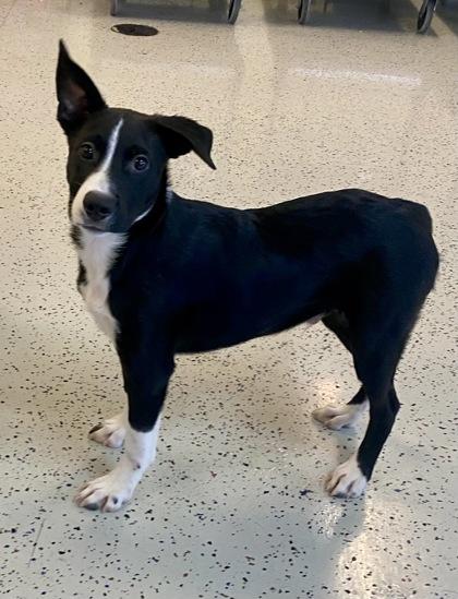 Enlarge Roger, a Adoptable mixed breed in Glasgow, KY image 5/6