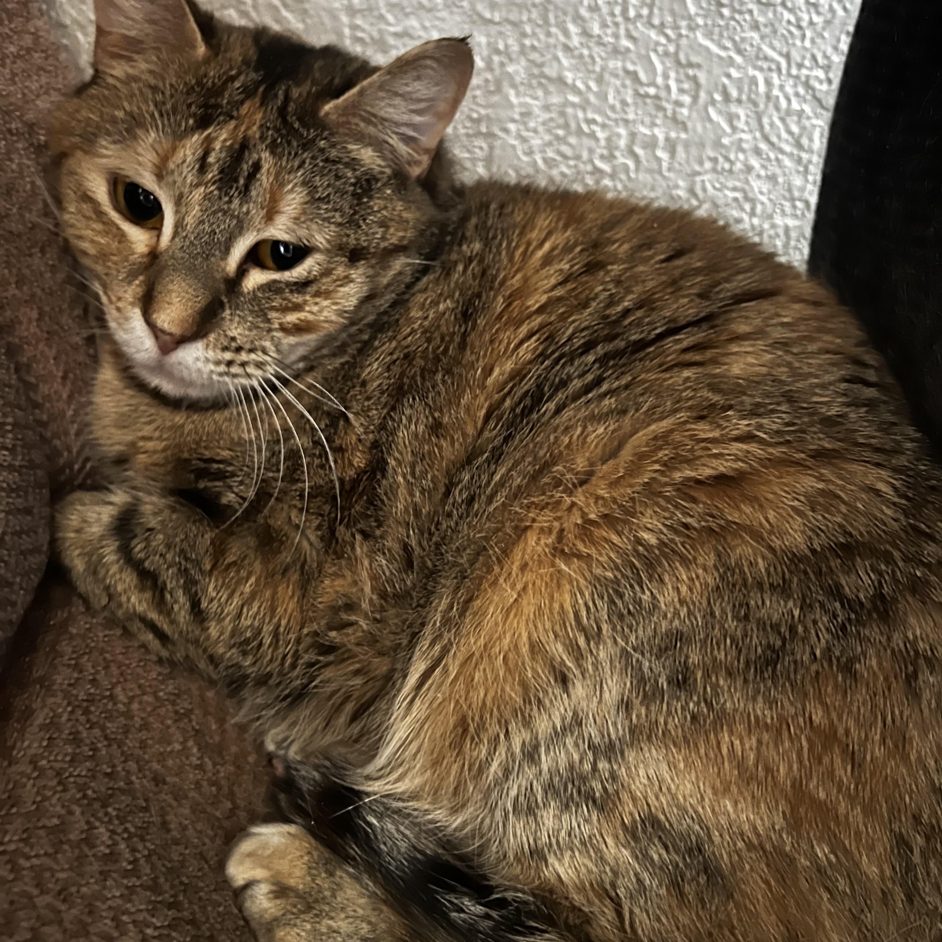 Enlarge Brooke, a ADOPTABLE Domestic Short Hair in Missoula, MT image 2/2