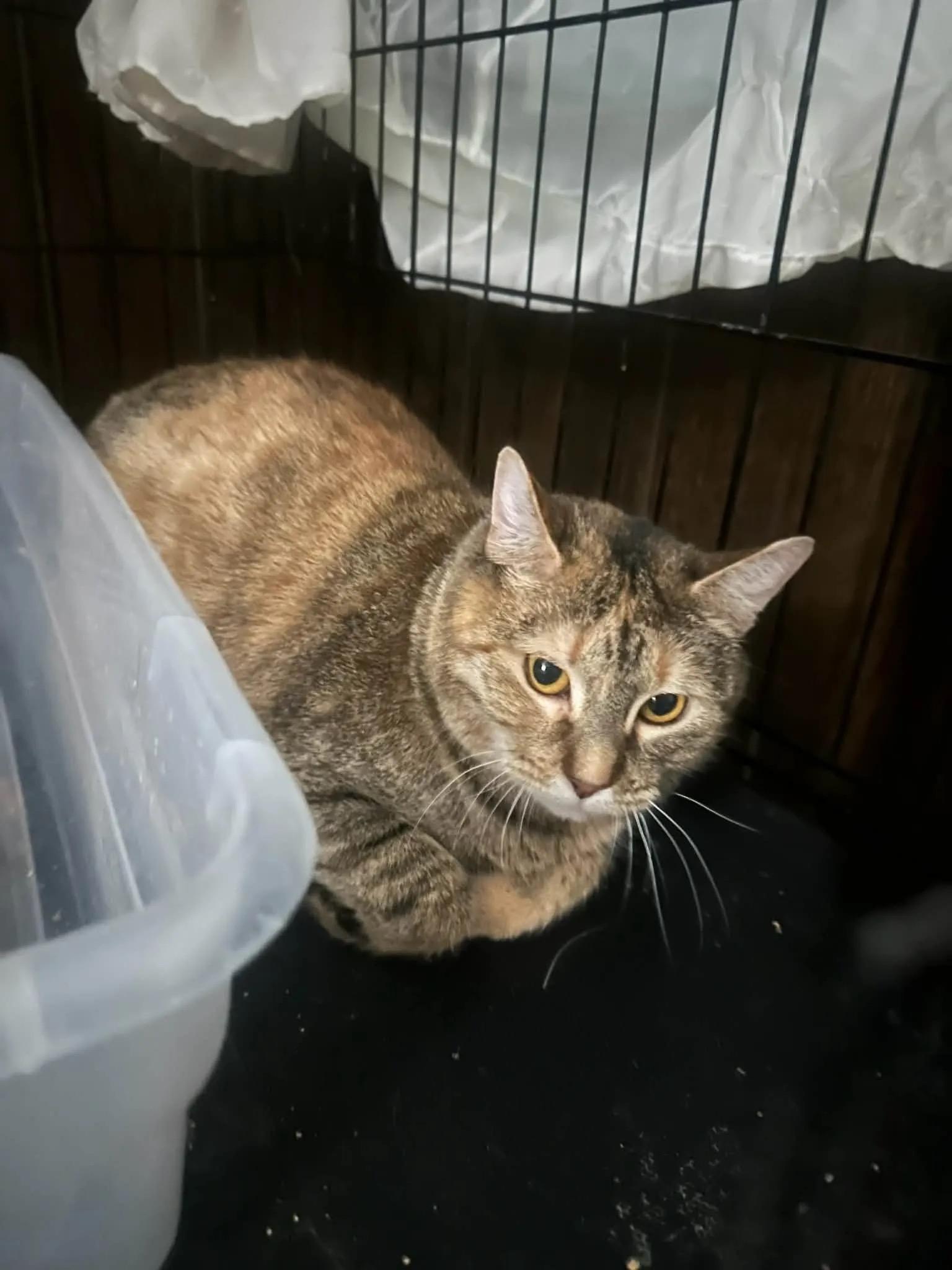 Brooke, ADOPTABLE, Adult Female Domestic Short Hair.