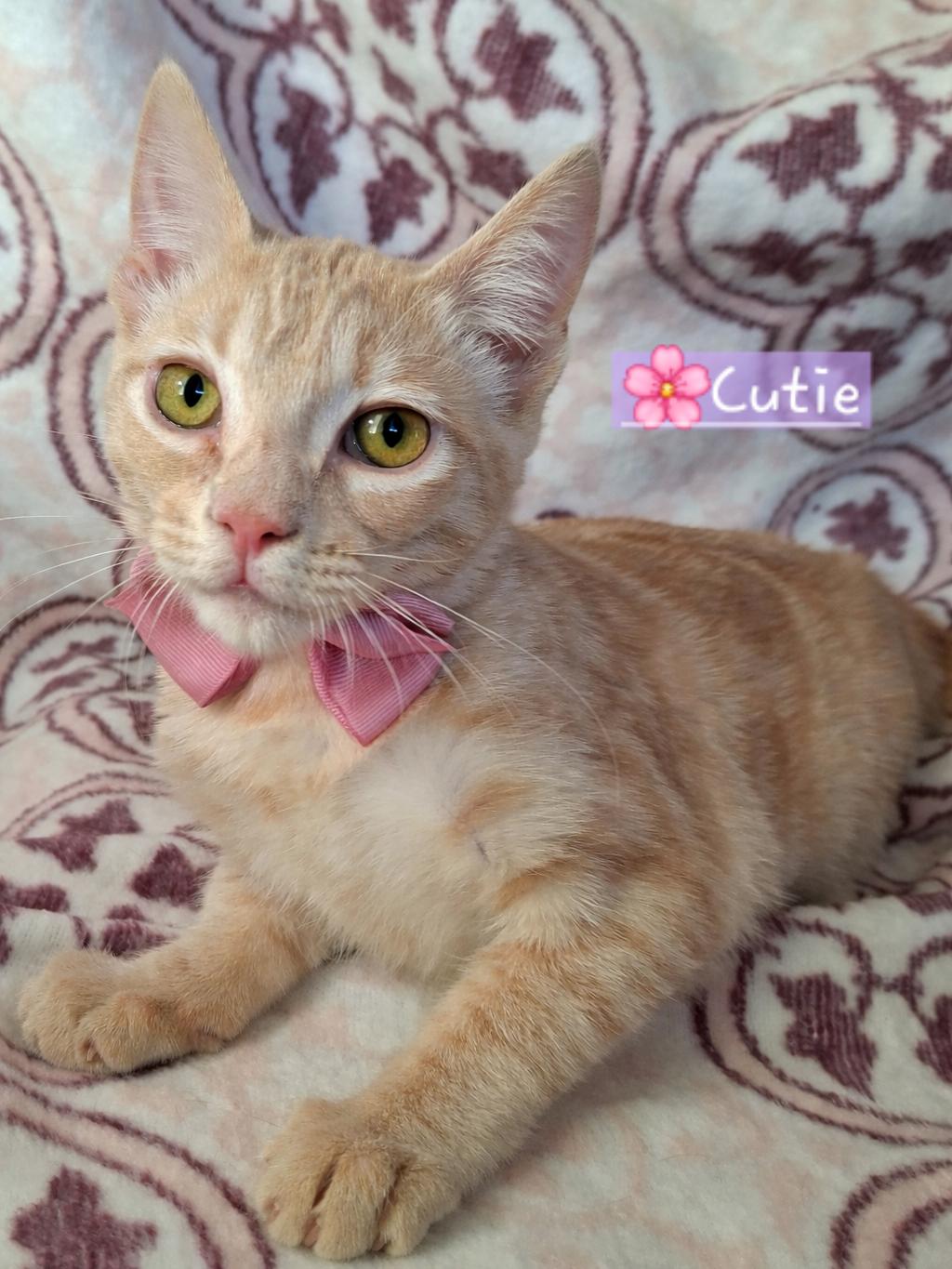 Enlarge CUTIE, a Adoptable mixed breed in Fullerton, CA image 2/5