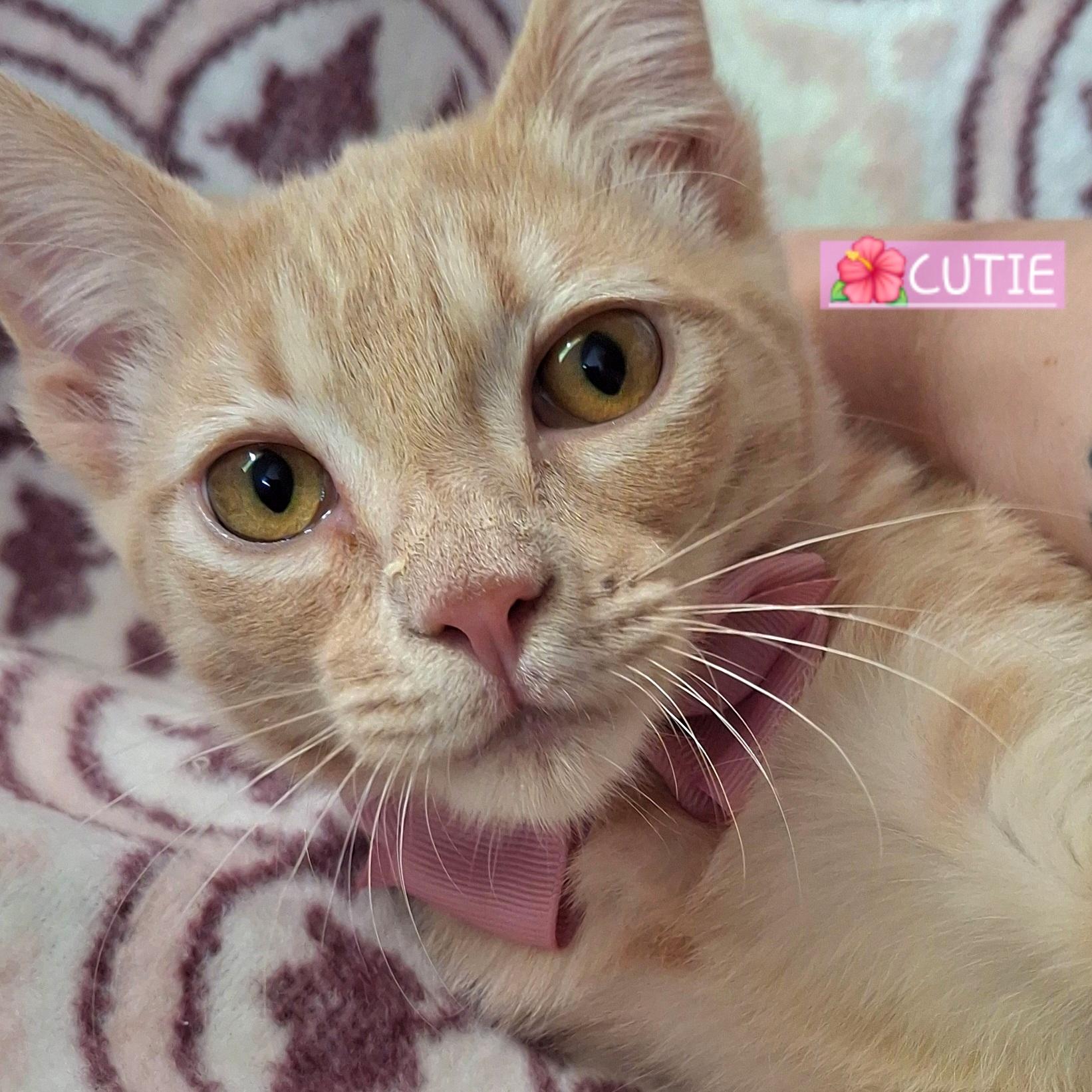 CUTIE, Adoptable, Kitten Female Domestic Short Hair & Tabby.