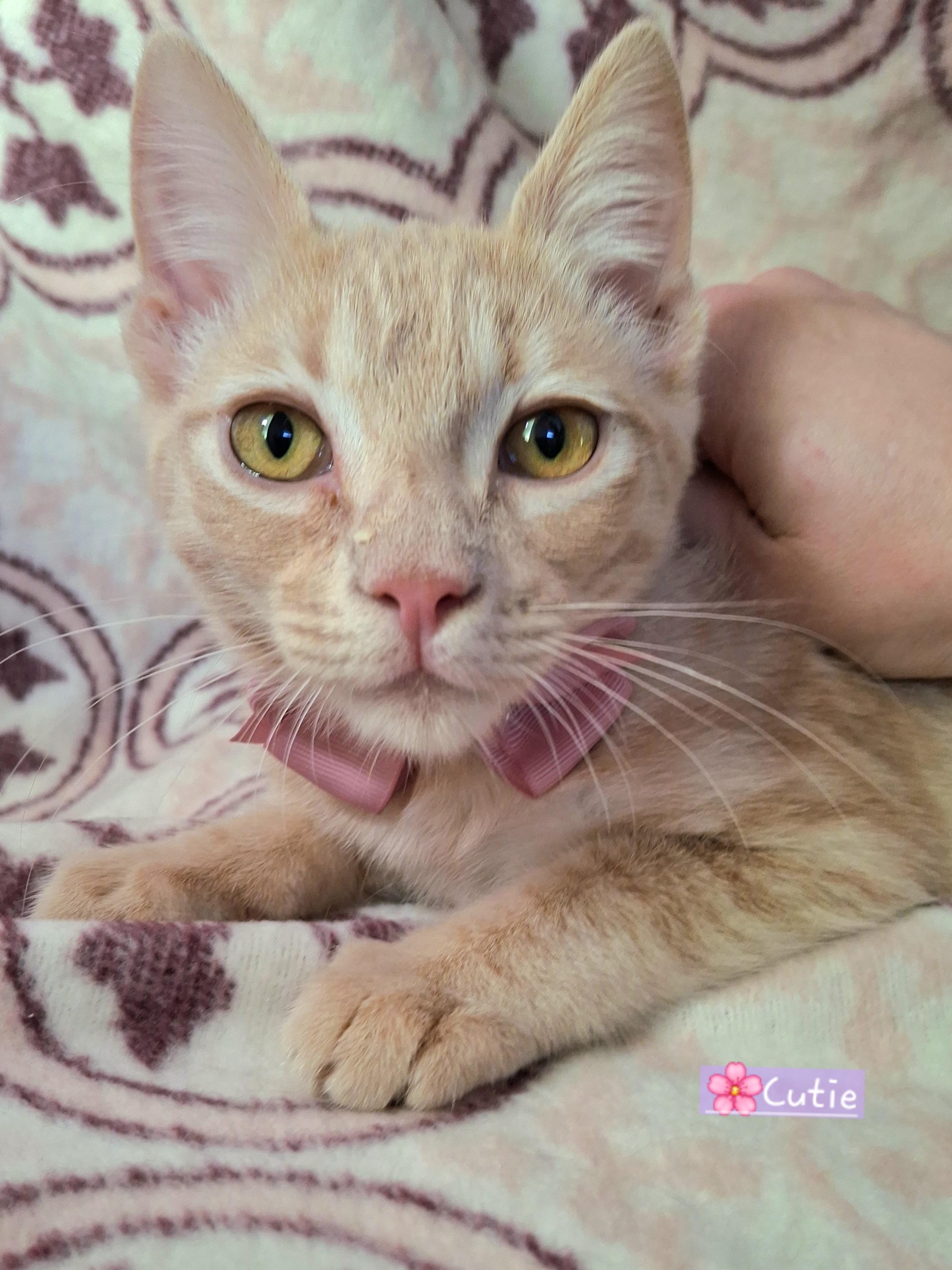 Enlarge CUTIE, a Adoptable mixed breed in Fullerton, CA image 3/5