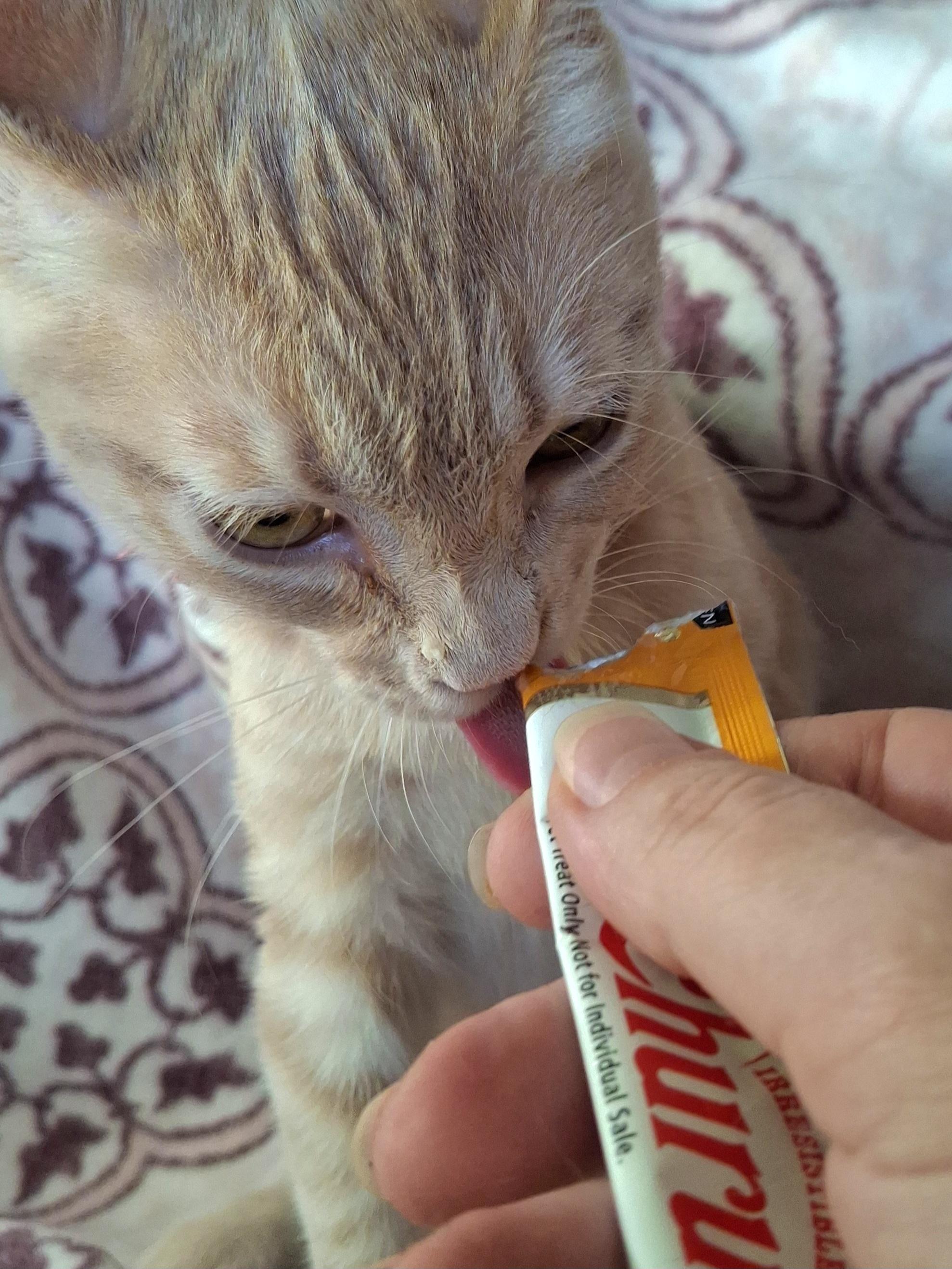 Enlarge CUTIE, a Adoptable mixed breed in Fullerton, CA image 5/5