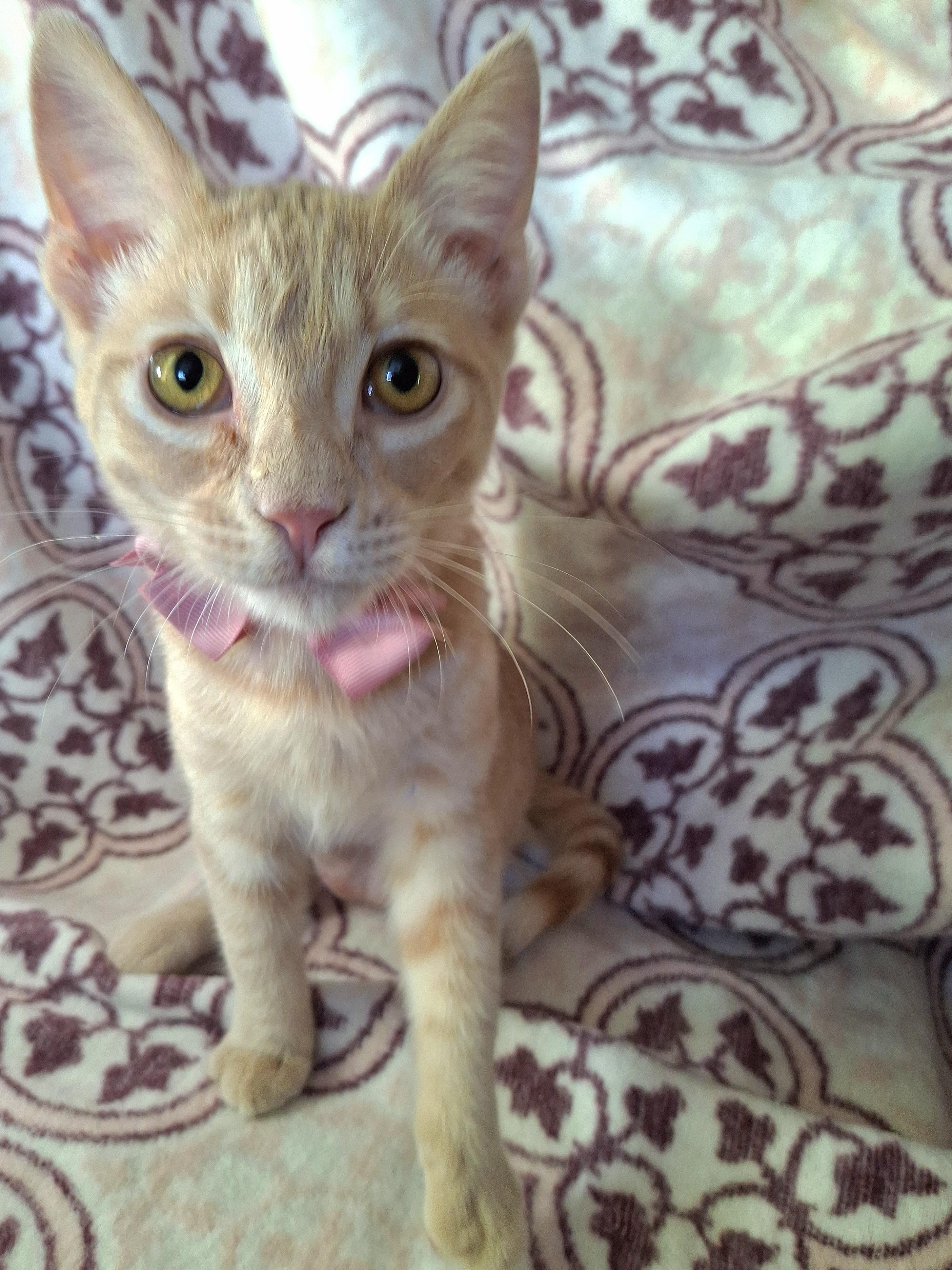 Enlarge CUTIE, a Adoptable mixed breed in Fullerton, CA image 4/5