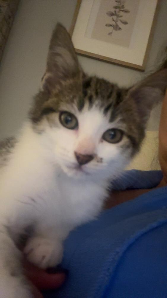 Enlarge Tater Tot, a Adoptable mixed breed in Union Grove, WI image 3/4