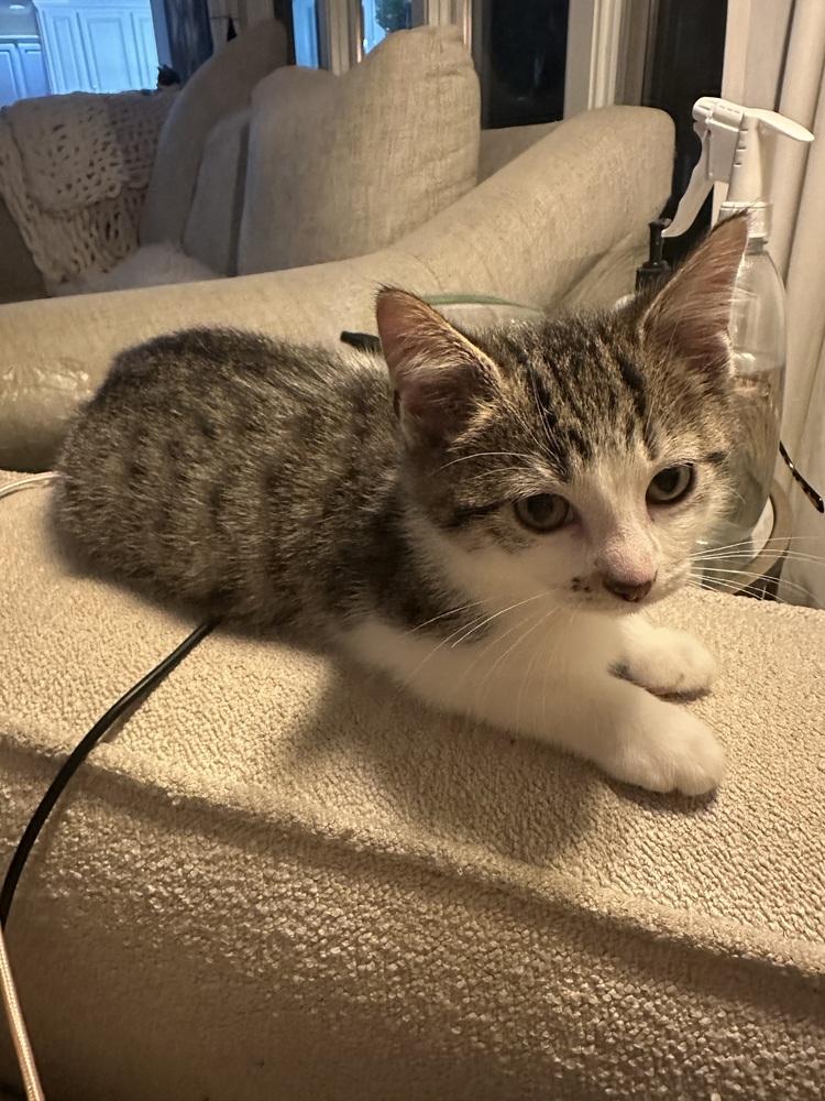 Enlarge Tater Tot, a Adoptable mixed breed in Union Grove, WI image 4/4