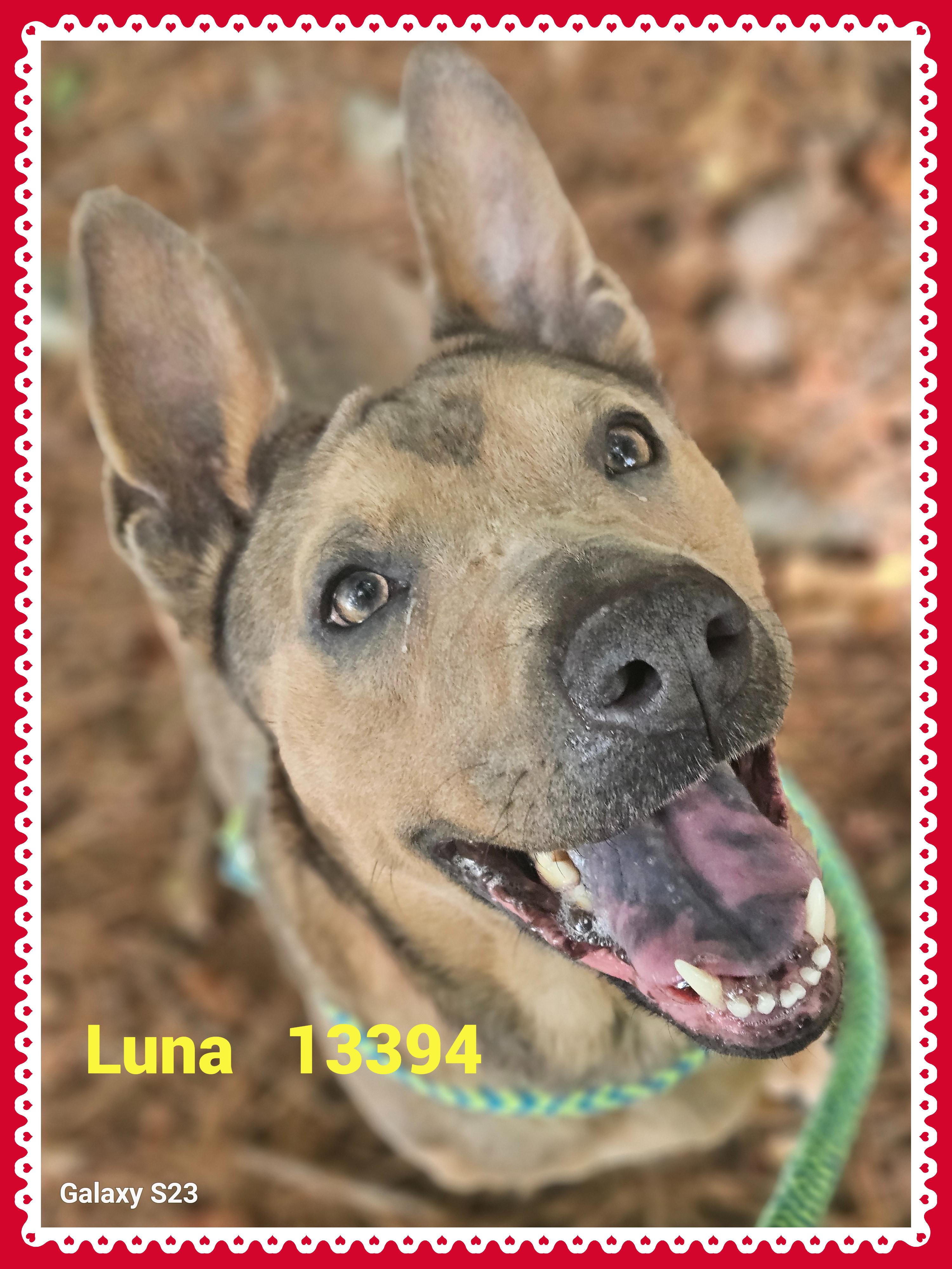 LUNA, a Adoptable mixed breed in Marietta, GA image 1/6